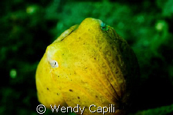 A cute cuttlefish shot under the dock. Taken with NikonD8... by Wendy Capili 